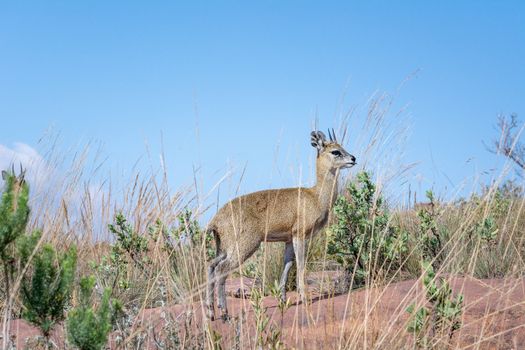 Klipspringer antelope (Oreotragus oreotragus) on blue sky in the background. Plenty of copy space. Animal wildlife