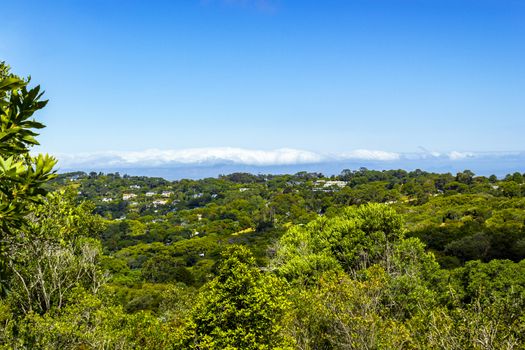 Panoramic view of Cape Town and nature in Kirstenbosch National Botanical Garden, South Africa.