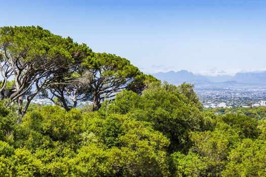 Huge South African trees with Cape Town panorama in the Kirstenbosch Botanical Garden in Cape Town.