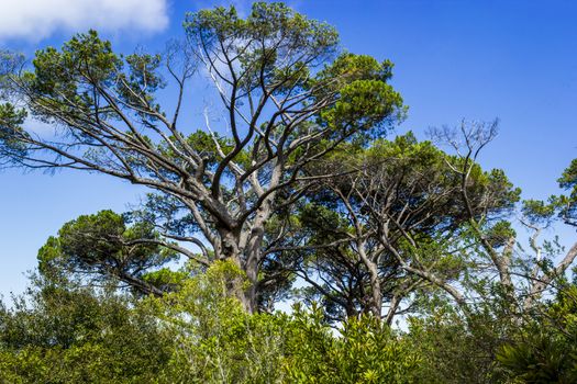 Huge South African trees in the Kirstenbosch Botanical Garden in Cape Town.