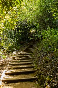 Trail Walking path in the forest of Kirstenbosch National Botanical Garden, Cape Town, South Africa.