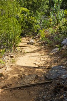 Trail Walking path in the forest of Kirstenbosch National Botanical Garden, Cape Town, South Africa.