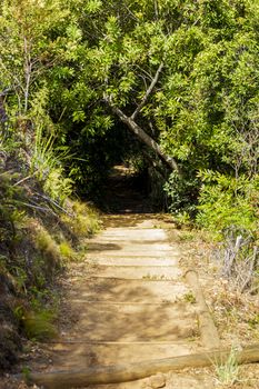 Trail Walking path in the forest of Kirstenbosch National Botanical Garden, Cape Town, South Africa.