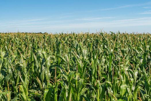 Corn Plantation. A Green Field of Corn Growing Up. Close Up Look.