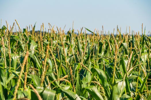 A Green Field of Corn Growing Up. Corn Plantation. Close Up Look.