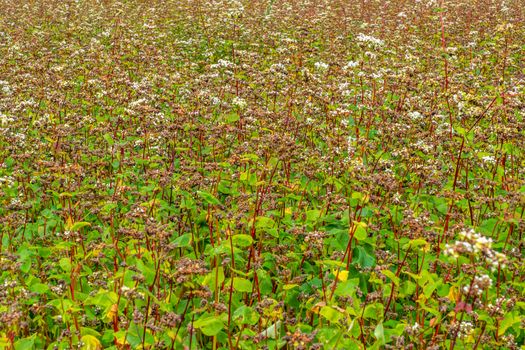 Rapeseed Plantation. Rape Field Growing Up. Detail of Flowering Rapeseed Field.