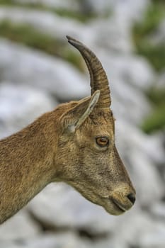 Female wild alpine ibex, capra ibex, or steinbock portrait