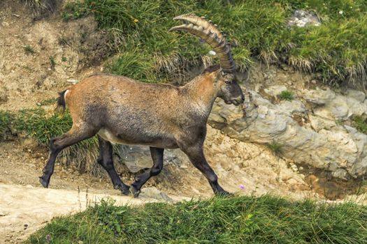 Male wild alpine ibex, capra ibex, or steinbock walking in Alps mountain, France