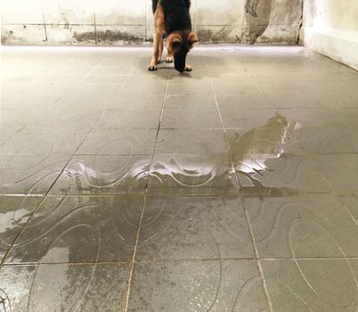 dog pee on floor in backyard 