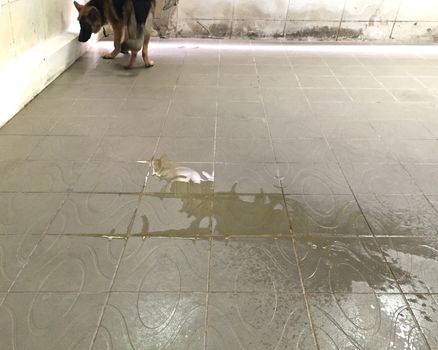 dog pee on floor in backyard 