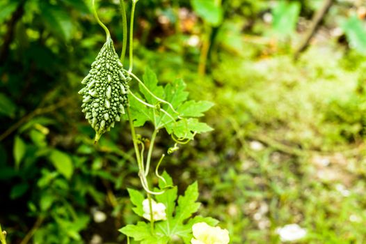 Bitter melon Plant (Karela). Momordica charantia. Growing Bitter Gourd in vegetable garden. Desi Commodity Hybrid Karela Seed. The most bitter taste of all edible fruit.