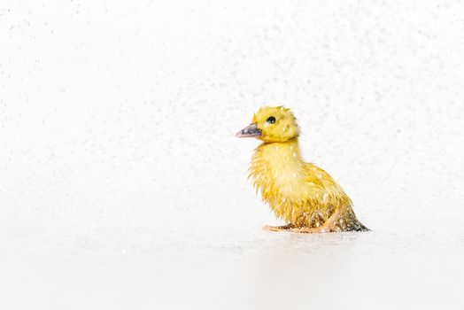 Yellow newborn little cute wet duckling under rain drops on white background