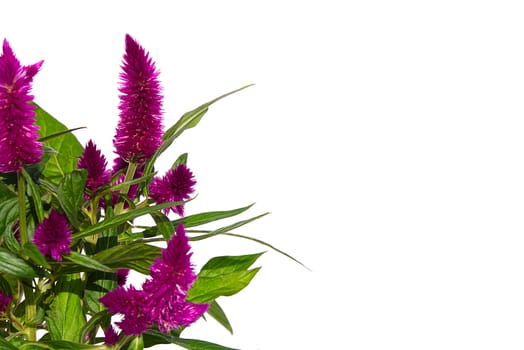 Potted Cockscomb celosia spicata plant isolated on white. Pink flower of celosia spicata is in the family Amaranthaceae, home tropical flower