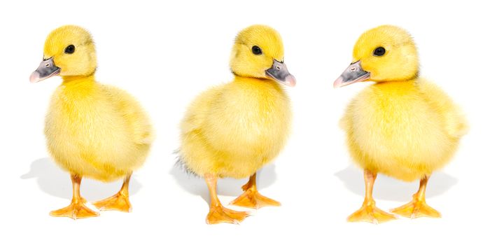 Collage of cute yellow ducklings isolated on a white background. Panorama of newborn baby ducks, can be used as banner