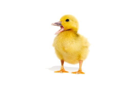 NewBorn little Cute yellow duckling isolated on white