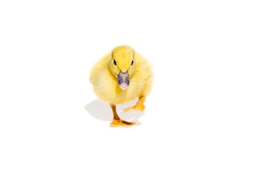 NewBorn little Cute yellow duckling isolated on white