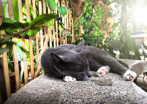 Gray cat sleeping on the bench with morning sunlight