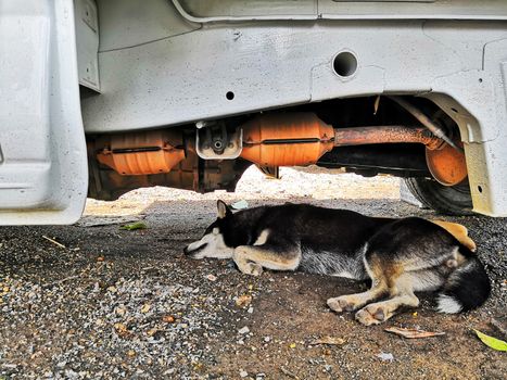 Dogs sleep, avoid the sun under the car