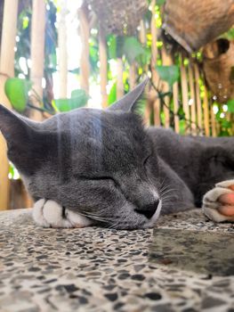 Gray cat sleeping on the bench with morning sunlight