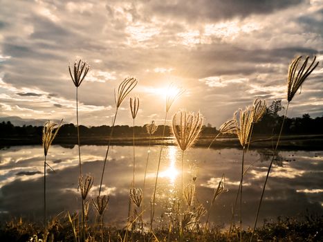 Grass and sunlight reflect the water on cloudy days