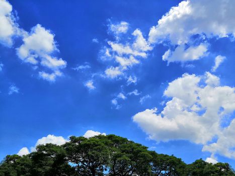 Big tree with long branches and bright sky