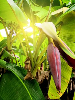 banana blossom in the garden with sunlight