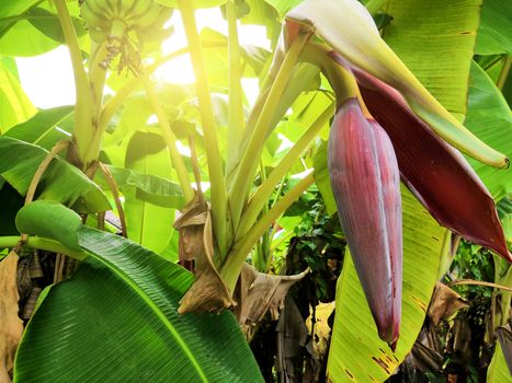 banana blossom in the garden with sunlight