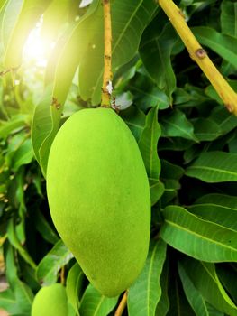 ant on green mango are growing on tree