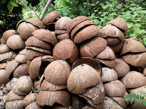 The coconut shell group was left in the forest