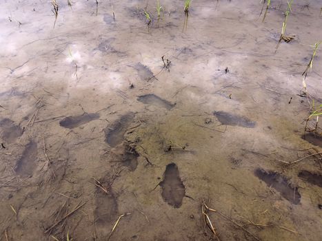 Footprints in the water in the fields