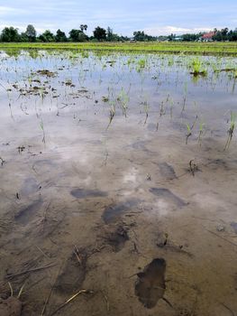 Footprints in the water in the fields