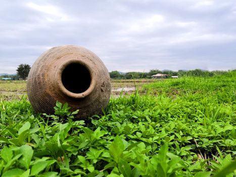 Old terracotta jars were left in the pasture