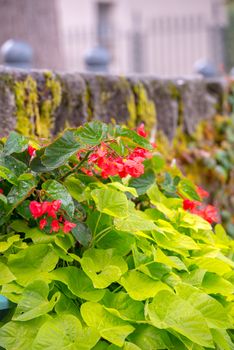 Plants in the Castle of Foix, Cathar country, Ariege, Midi pyrenees, France.