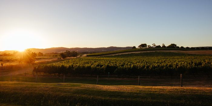 The sun sets over saturated vines in summer on a warm autum evening in Yarra Valley, Victoria, Australia