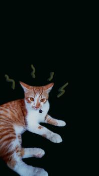 a cat on the black background and copy space.