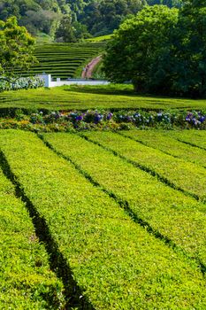 View on tea plantation rows in Gorreana. The oldest, and only, tea plantation in Europe, Sao Miguel island, Azores, Portugal