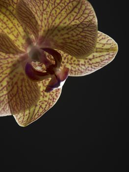 close up of the beauty of orchid flower