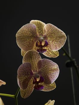 close up of the beauty of orchid flower