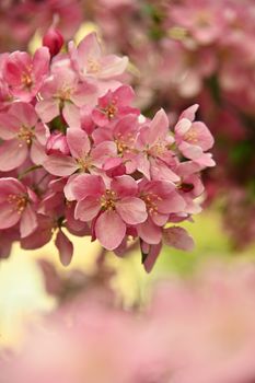 Close up pink Asian wild crabapple tree blossom with leaves over green background with copy space, low angle view