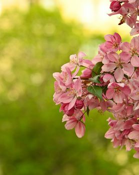 Close up pink Asian wild crabapple tree blossom with leaves over green background with copy space, low angle view