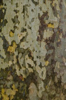 Close up background pattern of camouflage colored plane sycamore bark surface