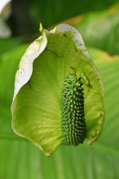 Close up one green tropical Spathiphyllum flower with spadix and spathe, epiphyte of Araceae family also known as spath or peace lilies