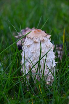 Close up one edible white shaggy ink cap (Coprinus comatus) mushroom in green grass