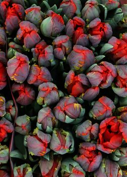 Close up background of red coral pink fresh springtime tulip flowers with green leaves on retail display, close up, elevated high angle view, directly above