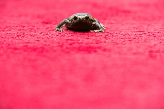 Banded bullfrog looking on camera on red carpet