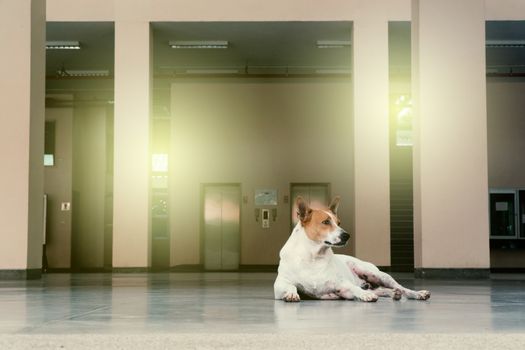 white-brown stray dog laying in the building