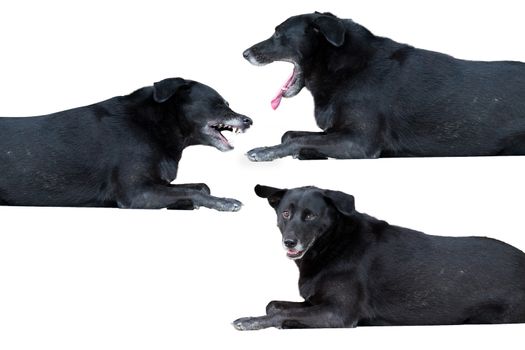 Black stray dogs are lying on a white background