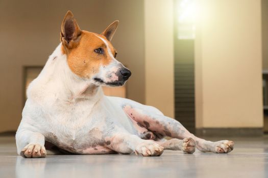 white-brown stray dog laying in the building