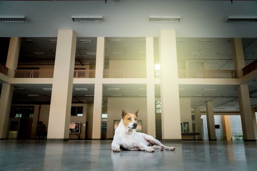 white-brown stray dog laying in the building