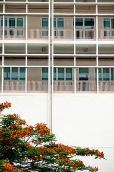 corridor side on the building and the Flame tree